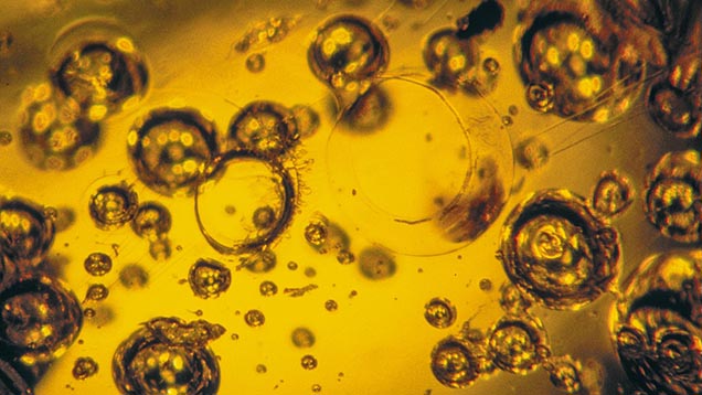 Gas Bubbles in Amber