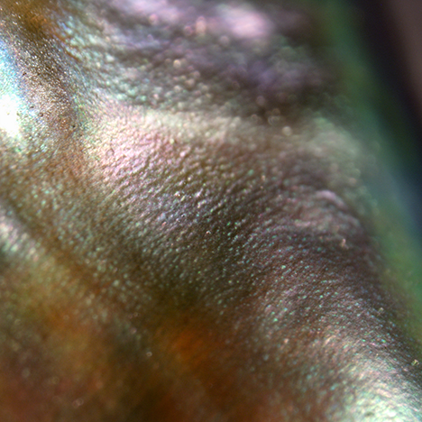 Photomicrograph showing color and subsurface structure. Photomicrograph showing color and subsurface structure.