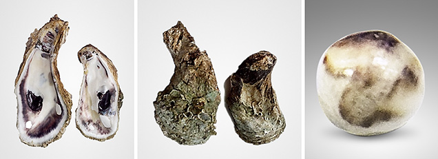 M. bilineata oyster (left and center) and the near-round peal found inside (right). M. bilineata oyster (left and center) and the near-round peal found inside (right).
