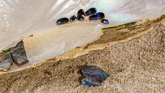 Figure 1. Polished and unpolished hinge ligaments with a Pinctada maxima shell. Photo by Annie Haynes.