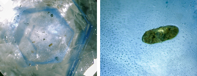 Plagioclase inclusion in alluvial Montana sapphire Plagioclase inclusion in alluvial Montana sapphire