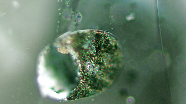 Chalcopyrite grains in alluvial Montana sapphire Chalcopyrite grains in alluvial Montana sapphire