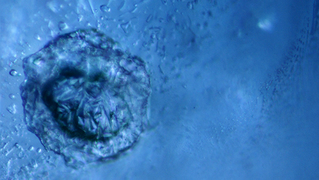 Negative crystals in a blue Montana sapphire Negative crystals in a blue Montana sapphire