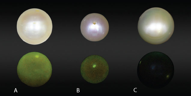 Three pearls under standard and UV light showing fluorescence differences between freshwater and saltwater pearls