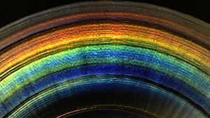 IMG - SP17 Micro-World 216x122 IMG - SP17 Micro-World 216x122