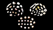 Chemical Composition Chemical Composition
