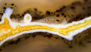 Micro-World Micro-World