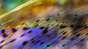Spring 2022 Micro-World Banner Spring 2022 Micro-World Banner